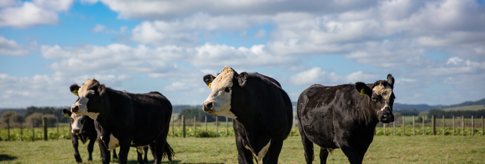 New Zealand's finest cows in a green pasture.